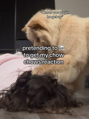 She know I play too much 🤣😭   #chowchow #dogsoftiktok #dogchallenge #dogtrend #funnydog #dogmom #chowpuppy #puppytok #dogtok 