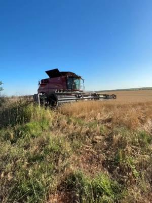 2024 wrapped up. Enjoy the next year! See ya next time. #baumgardnerharvesting #outlawtrucking #cmon #pimpout #southdakota #kansas #oklahoma 