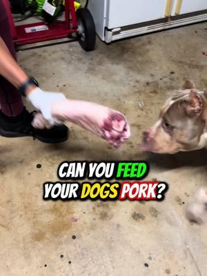 Can you Feed your Dogs Pork!?!? 🐶🐖 #rawdogfood #pork #porkleg #porkfordogs #rawfeeding #dogfood #doglife #feedingtime  @drkarenbecker @rodneyhabib  Disclaimer: Always DO YOUR RESEARCH 🔬🐶📚 Raw feeding is NOT ONE SIZE FITS ALL and dogs MUST go through a transition process before feeding raw! Do NOT do what you see us do without doing your complete research!!!