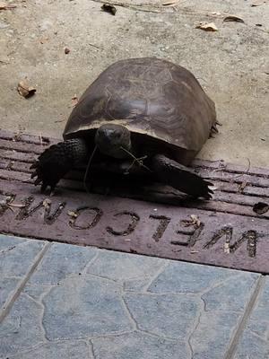 😂😂it's a tortoise  #gophertortoise #turtle #newyears #letsgo2025 #2025 