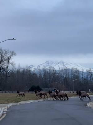 Just look at that 📍WA #washingtonstate #pnw #mountrainier #washington #fyp #beautiful #mountains #elk #travel 