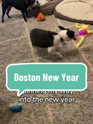 Happy New Year! #bessietheboston #winnietheboston #eddietheboston #bostonterrierbrigade #bostonbrigade #btbrigade #bostonsoftiktok 