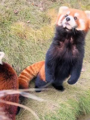 Honey, happy New Year and all the best.🥰🥰🥰#fy #fyp #trending #cute #adorable #redpanda #Love 