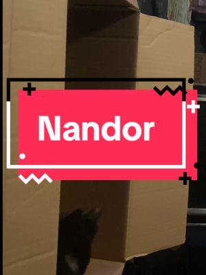 📦 endless entertainment #nandortherelentless #nandorthecat #catsoftiktok #cardboardbox 