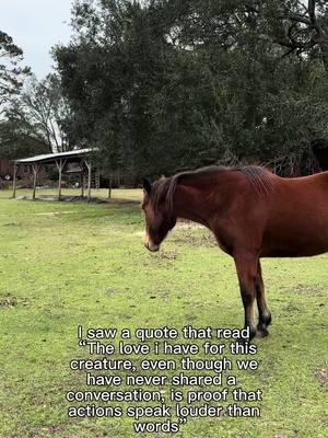 #CapCut #mustang #baymaredontcare #serenityschaos #devilsgardenmustang 