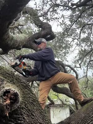 What could possibly go wrong? #silverwingsfarm #chainsaw #tree #liveoak #lumberjack #wood #oaktree #livingthedream #Outdoors #texas #texasfarm #farm #smallfarm #logging #lumberjack 