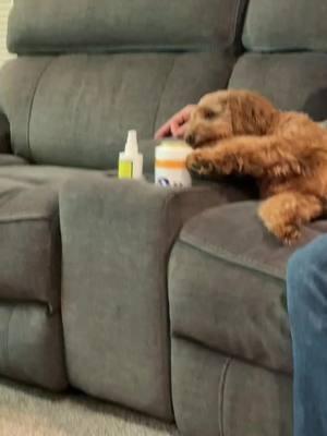 I think my dog has a drinking problem and he has now learned how to open beers.  #cheers #beers #beer #dog #dogs #dogsoftiktok #minigoldendoodle #minigoldendoodlesoftiktok #goldendoodlesoftiktok #goldendoodle #fyp #drinking #beertime #beerme 