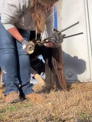 Last hoof trims for 2024! Working on some minis and Susie the pig. 🐷 @Buttin Heads Ranch #buttinheadsranch #newyearseve #bye2024 #newyear #december31st #hoofcare #hooftrim #piggyhooftrim #pigsoftiktok #equine #horse #minihorse #fyp #nc #bluecollarlife #tuesday #sunshineandhooftrims #livestock #farm #ranch #homestead #worklife 