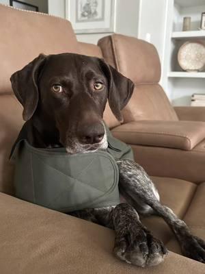 #curlysue #germanshorthairedpointeroftiktok #germanshorthairedpointer #remington #lovethisgirl #remismom #spoiled #dogsoftiktok #spoiledrotten #fyp #fypシ゚viral #🤎 