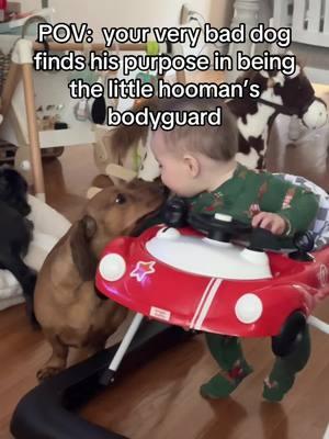 I never would’ve guessed this one #baby #mama #momtok #MomsofTikTok #for #you #page #animallover #animalrescue #babiesandanimals #dachshund #dachshundsoftiktok #doxie #doxiesoftiktok 