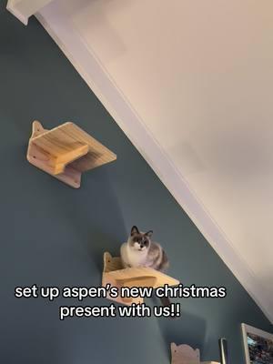 #cat #animalfamily #christmas #christmaspresent #catwalk #catshelves #rescue 