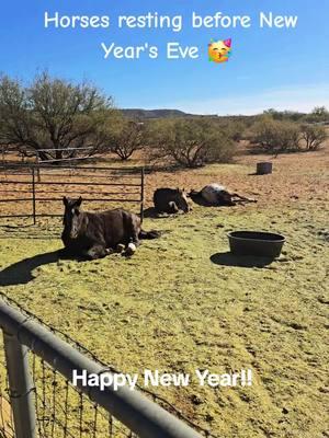 Happy New year! #newyearseve #horses #harmonyacresranchaz #farmlife #horse #horsesoftiktok #horsetok #horselife #funnyfarm #pferd #pferde #oldhorse #mare 