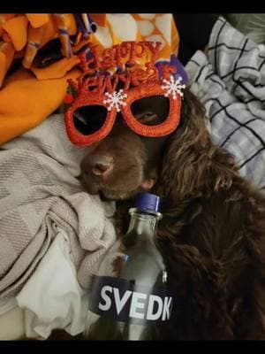 Wyatt isn't going to make it until midnight.🙄🍾🥳🐾🎉😘🎊🥂 Happy New Year everyone😘🥂 #fypppppppppppppppppppppp #tiktokviral #viralvideo #fypシ゚viral #boykinspanielsociety @🌪️TheRedApronDaddy🌪️ @🔥RhecOutlaw🔥 @💥Brady💥 @B_Rad 