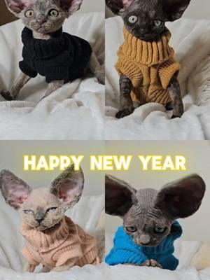 happy new year! #2025 #devonrex #kitten #kittens #devonrexkittens #yokokat #cat #cats #gato #gatos #devonrexcat #bigears 