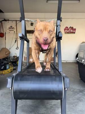 Red getting in a workout on the new non powered dog treadmill.  This is a great value to any dogs life.  Check out the link below and order yours today! #mill #dog #dogtreadmill #workout #walking #Running 