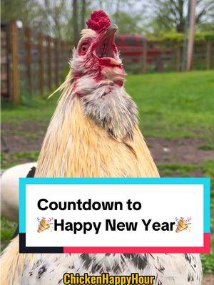 Countdown to #happynewyear 🎉 #newyear #2025 #chickens #funnyanimals #memestiktok #rooster #chickenhappyhour    