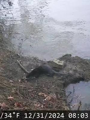 #riverotter #otter #ottersoftiktok #country #wild #hunters #hunt #hunter #huntersoftiktok #wildlife #wildlifeoftiktok #PetsOfTikTok #deerhuntersoftiltok #foryou #foryoupage #foryoupageofficiall #foryourpage #fyp #fup #fy #tiktokviral #tiktokvideo #viral #america #viraltiktok