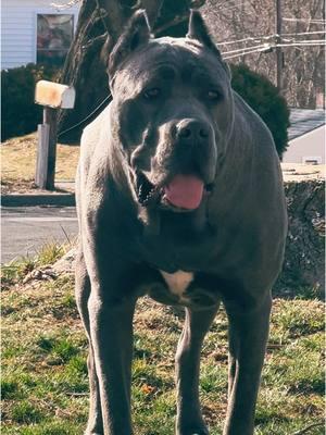 #canecorso #canecorsoitaliano #eviecanecorso #corsosoftiktok #Love #protectyourproperty #share #responsiblepetowner 