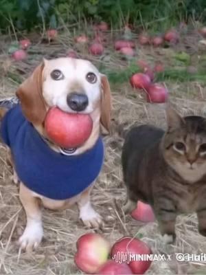 #dogapple #oiacat #meme 