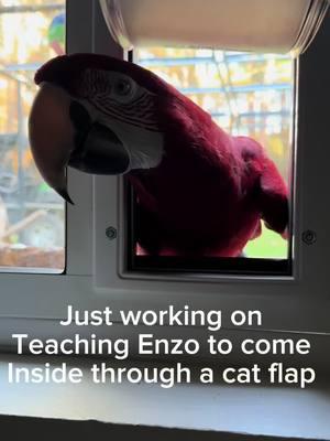 #CapCut #peekaboo #petdoor #enzo #enzothemacaw #macaw #parrot #cute #exoticpets    Teaching Enzo a new trick so he can enjoy his new and improved 10x15 outdoor aviary 