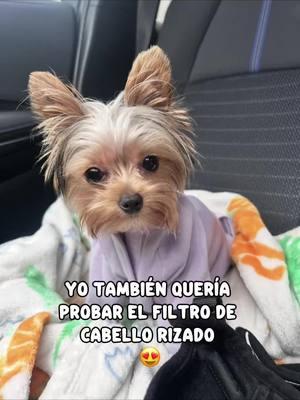 #lachinita #mina #baby #yorkie #minidog