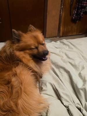 #CapCut  omg! he looks like a lion or maybe Fabio #lovemypet #dog #grooming #pomeranian #pets #furbabies @Jackie @joetoves @keoni12_ @D Toves 