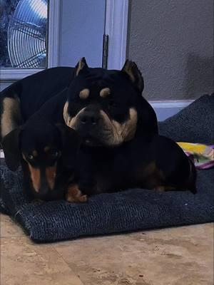 Just a weiner and her bully brother🩷😩🥺#fyp #viral #trending #Abkc #americanbully #pocketbully #extremebulls #americanbully_oficial #americanbullypuppy #americanbullypocket #americanbullylover #americanbullyofficial #dachshund #dachshundsoftiktok #weineedog #weineedogsoftiktok 