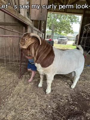 #aifilter well then…. I think we will stick to the original 😂😂😂😂 #goat #goats #boergoat #boergoats #livestock #farm #rancho #rancho #ranchlife 