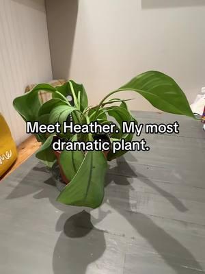 Why you so serious, Heather? #PlantTok #dramaticplant #Aglaonema #chineseevergreen #waterday #plantchores #veronicasawyer 