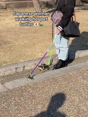 umm.... #haha #ok #different #turtles #pets #reptiles #leash #walking #wtf #cute #silly #funny #amusing 