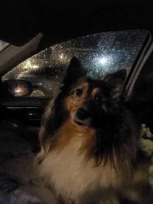 The lights did look pretty. #HappyNewYear #Christmastree #followingfeather #dogs #shelties #shetlandsheepdog #sweetdreams 