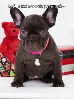 #aifilter #foryoupage #frenchbulldog #knuckleheadbullies #fyp #cocoa #cute #curlypermlook 