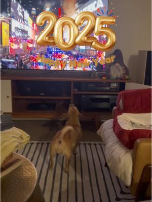 HAPPY NEW YEAR Besties! Cheers to a wonderful 2025! 🎉🎊🥰❤️🎊 #happynewyear2025 #happynewyear2025🎉🎊 #fypdoggo❤️❤️❤️ #frida_loves_atari #pleasefollow👈 #dailydogtoks #cutedogsoftiktok #newyearsdog #cutedogs #dailydogtoks #fridatok #dailydoglife #sweetdog 