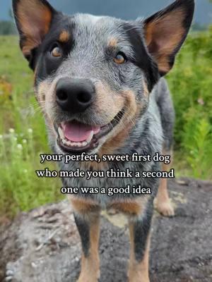 and here I am wanting a THIRD!!! 😄😅😅😅😅   #australiancattledog #bluey #blueheeler #cattledogsoftiktok #heelersofinstagram  #cattledogsofinstagram #heelersofinstagram  #doremiacds #riftenthewild #kyliescattledogs #cowdog #skyrim 