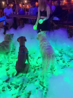 We had a blast at the New Year’s Eve glow foam party! Here’s to bringing in the new year with a night of fun and a group of great people. #dogbarstpete #dogbar @dogbarstpete #newyears #newyearseve #foamparty #glowparty #glowfoamparty #dogsoftiktok #goldenretriever #tampabay #2025 