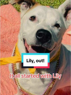 We started our TikTok to help our long timers like Lily. A few days before the year ended, Lily found her human. Congratulations Lily! 3 years was too long. #safeanimalshelter #shelterdogsoftiktok #lily #CapCut 