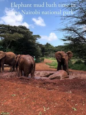 Muddy babies #elephants #traveltheworld #nairobi #traveltheworld #africanelephants #mudbath #kenya 