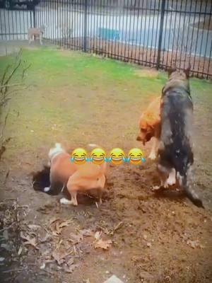 #funy #funyvideo #dog #dogsoftiktok #cat #voice #pet #petoftiktok 