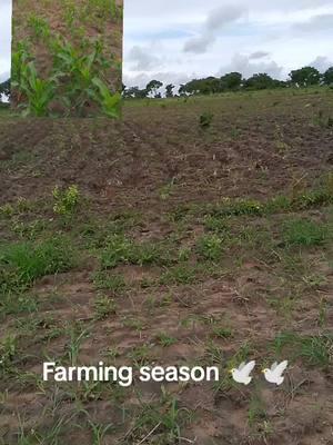 #Farmingtime #rainseason #heavyrainfall #Masansa #mkushi #zambia #fyp #quotes #inspiration #billyzambia #trendingfarm #trends 