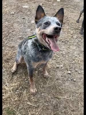 new year, same dogs. Bigger family❤️ #blueheeler #cattledog #australiancattledog #australianshepherd #cattledogsoftiktok #blueheelersoftiktok #cowdogs #samecrew #thegirls 