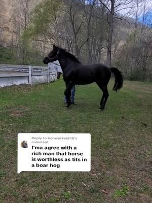 Replying to @ironworker818 Well damn, all I get are rich horseman offering me a blank check or patting that wallet every time they see us. 🤔 😂 #blessed #appalachia #standardbredsoftiktok #horses 