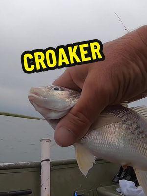 WHAT IS A CROAKER FISH? #fishing #fishingtips #bassfishing #fishtok #fishingvideos #forreelzfishing #bass #fishinglife #fishingforbeginners 