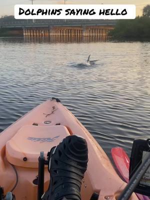 Dolphins saying hello #dolphin #dolphins #fishing #ocean #florida #kayakfishing #wild #trending #wow #fyp #foryou #fyppppppppppppppppppppppp #fypシ゚viral #foryoupage 