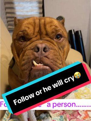 For one “like” one “follow” one “favorite” one “share” this squish face can have a good juicy ball or toy😂😂😂😂😂 #ArmsOfTheAngels #RescuePup #Pitbull #bullyBreed #Bulldog #bulldogsoftiktok #SquishyFace #AdorableDogs #ViralDogs #FunnyDogs  @PetSmart @Walmart @target @Amazon 