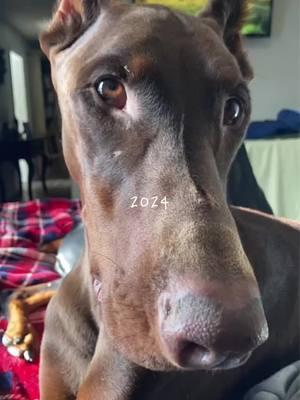 Goodbye 2024 ✌🏻  #tomorrowisntpromised #lovemore #makememories  #endoftheyear #recap #photodump #happynewyear #dogsofinstagram #dobermanpinscher #dogscorner #dogsofig #dobies#dogstagram #dobieismyhomie #memories #dogreels #dogoftheday #bestoftheday #nye #happynight #blessed #Repost @banedobie