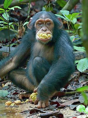 Chimpanzees are too comfortable eating fruit  #amazinganimals #monkey #wildlife #trending #foryoupage #hunting #viral #fyp #chimpanzee 