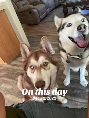 #onthisday   My lifelines. These boys make sure I am still breathing. #fyp #epilepsy #epilepsywarrior #siezure #husky #huskylife #servicedog #dogsoftiktok #servicedogsoftiktok #servicedogssavelives 