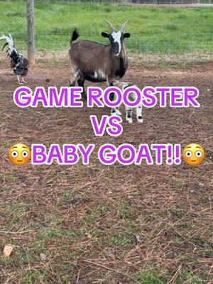 #faintinggoats #fainters #goat #myotonicgoat #funny #goats #myotonic #doe #goatlife #goattok #rooster #game #farmlife 