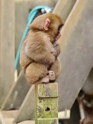 Monkey baby #monkeys #babymonkey #babycrying #viral 