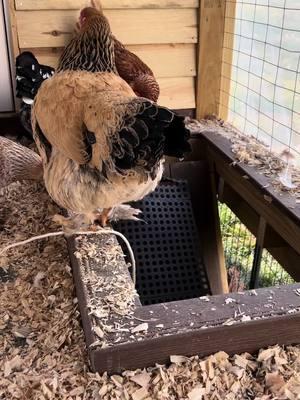 Not everyone understands the new ramp #chickens #tinydinosaurs #mixchicken 